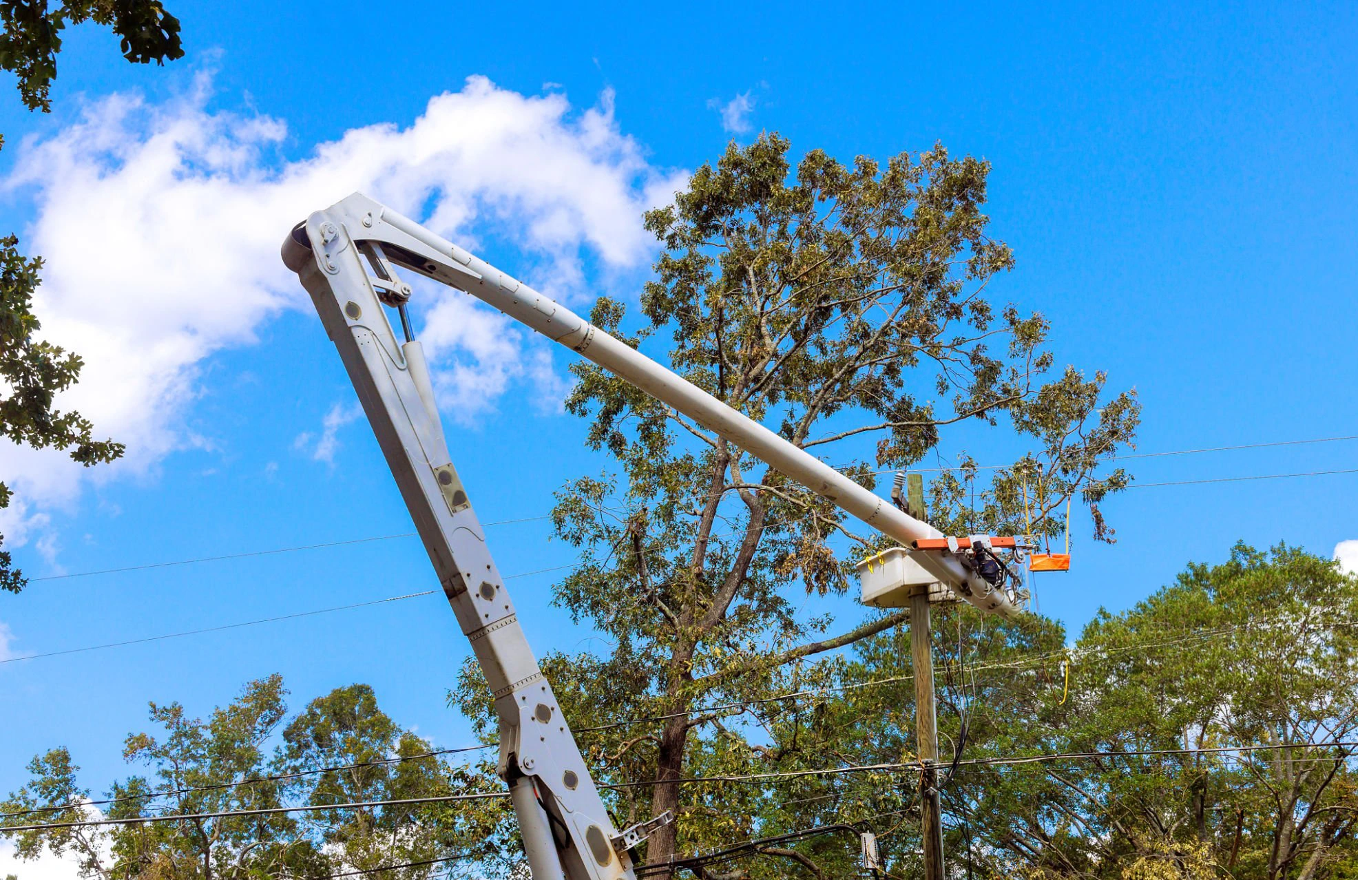 Aerial lift tree work for properties in Queens