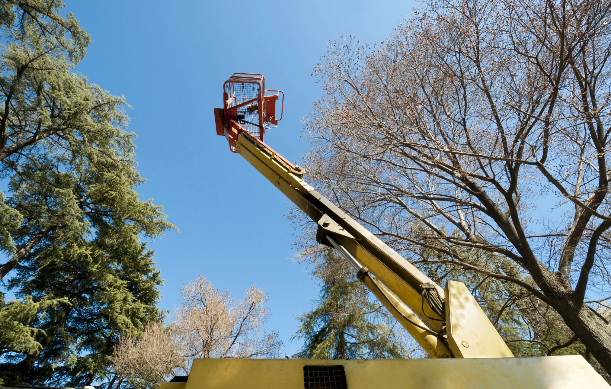 Arborist NY tree care work using aerial lift equipment