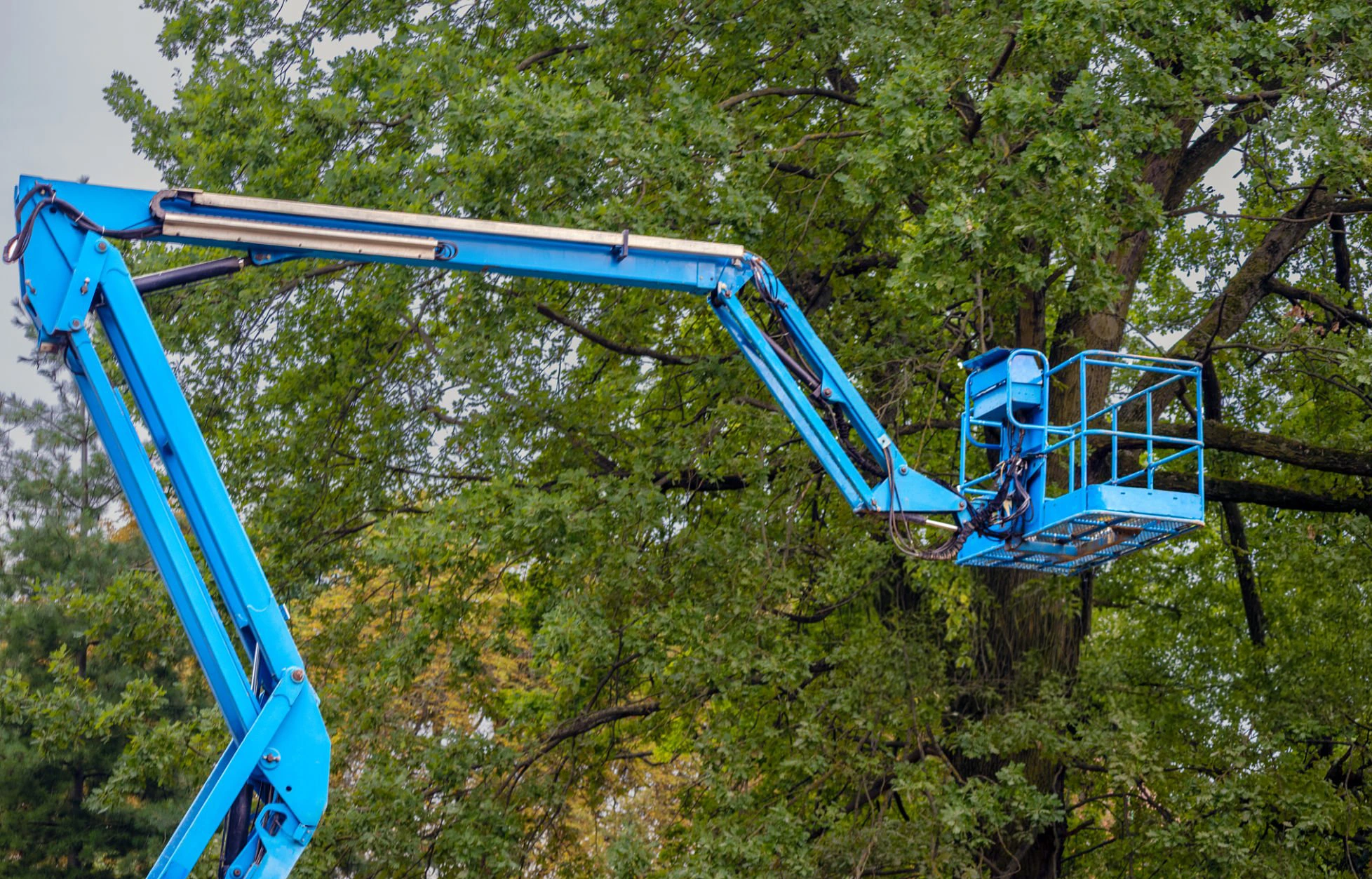 Elevated tree cutting using aerial lift equipment