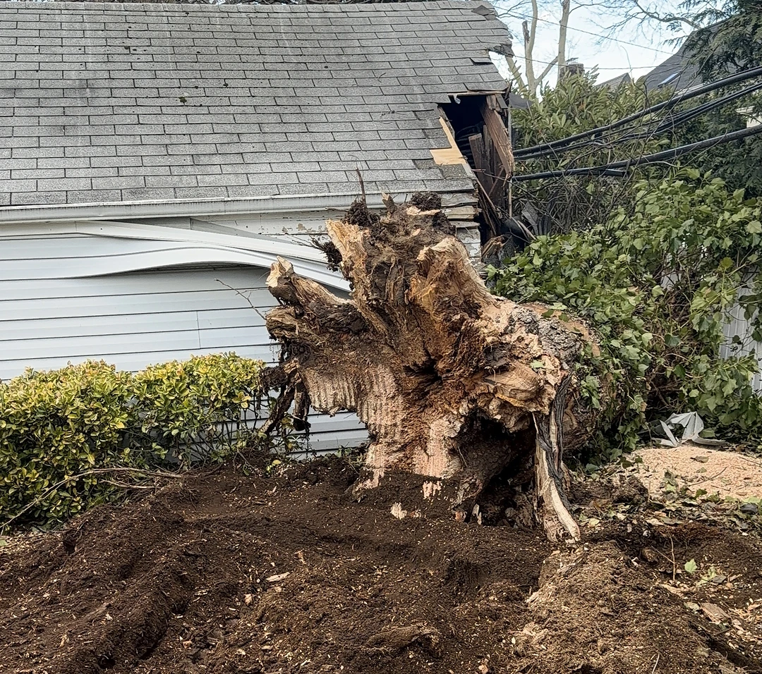 Emergency tree work for damaged trees