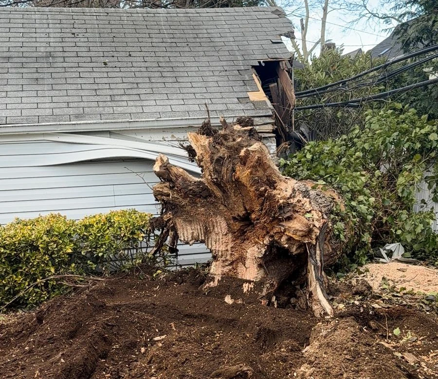 Tree cleanup project