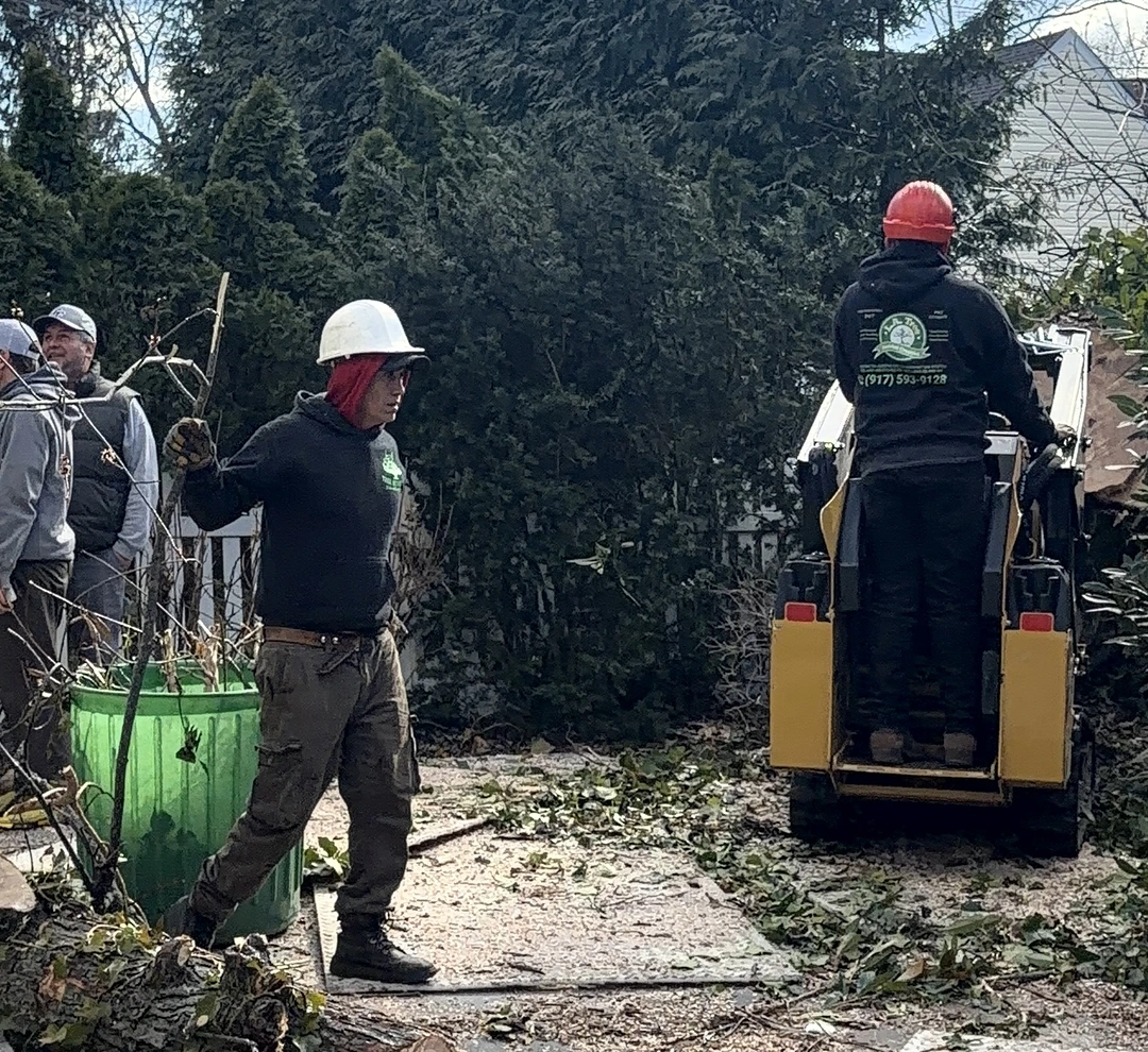 Tree care company in NY handling an urgent tree concern