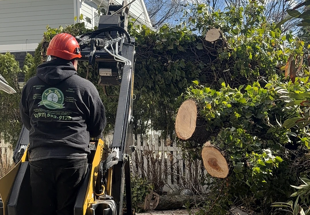 Tree service New York tree removal work on residential property