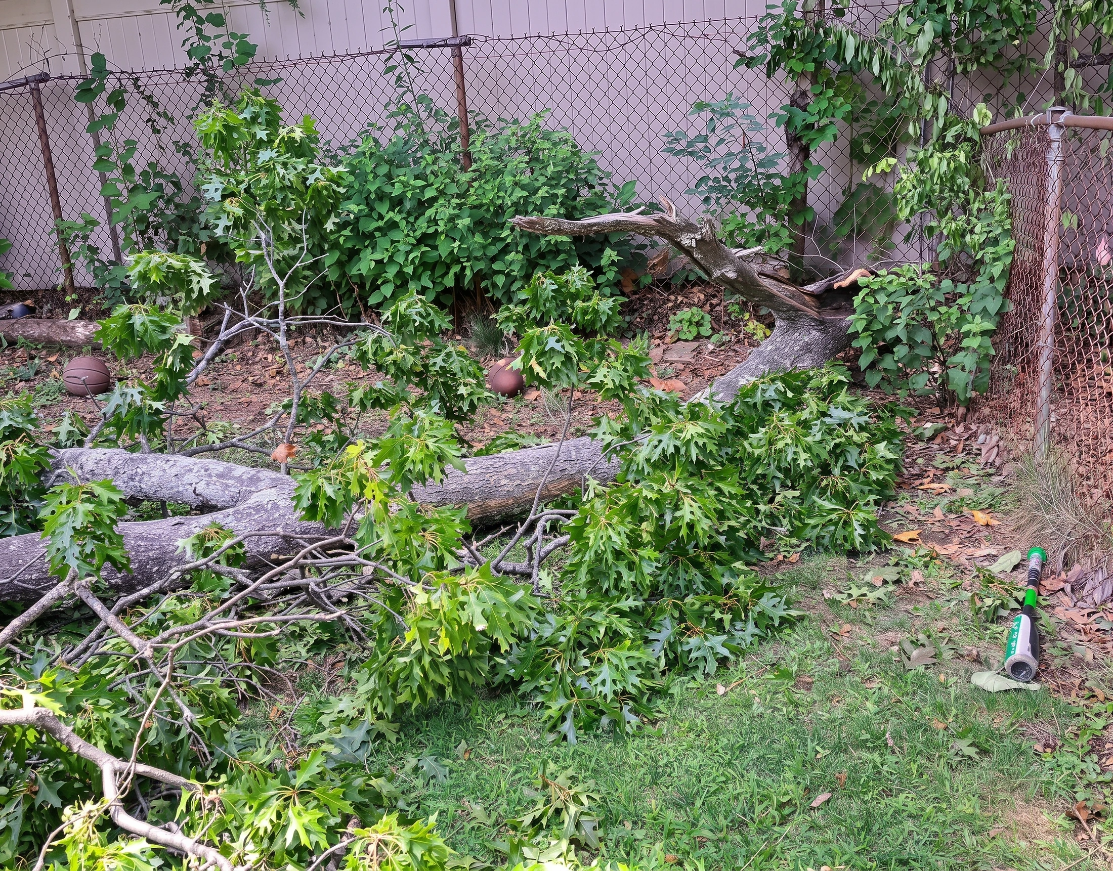 Emergency tree work for Tree Pruning White Plains NY
