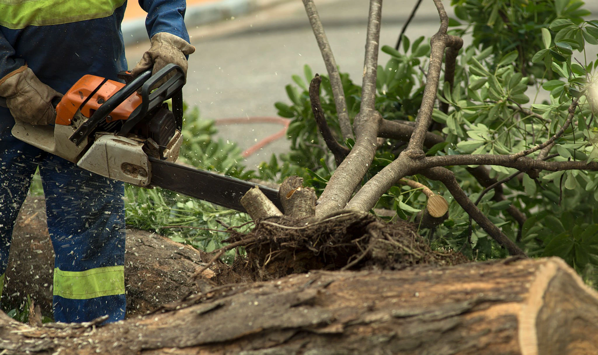 Fallen or hazardous tree work for Tree Service Mill Basin Brooklyn NY