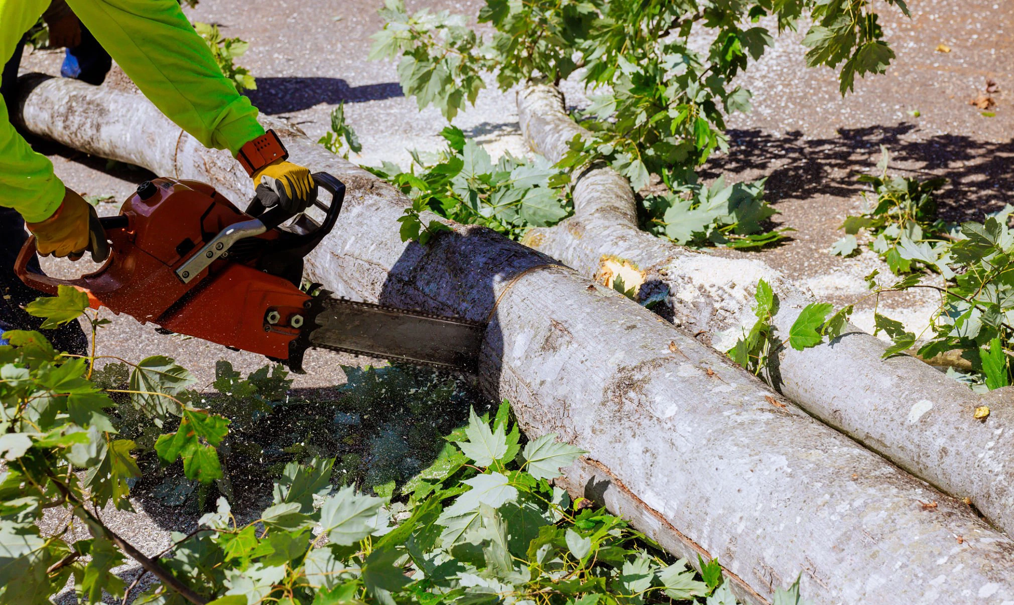 Tree removal in Nassau County NY for a hazardous tree near a property