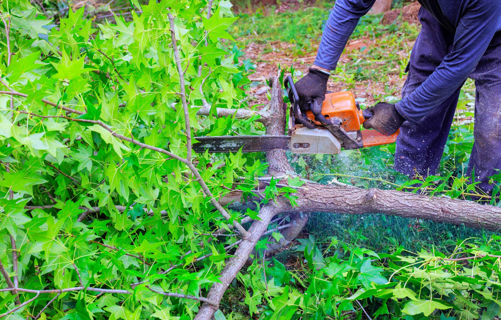 Fallen hazardous tree requiring removal assessment