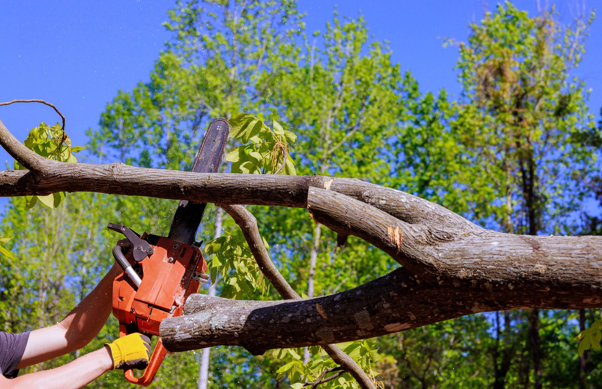 Project gallery image 1 for Tree Removal Mount Vernon NY