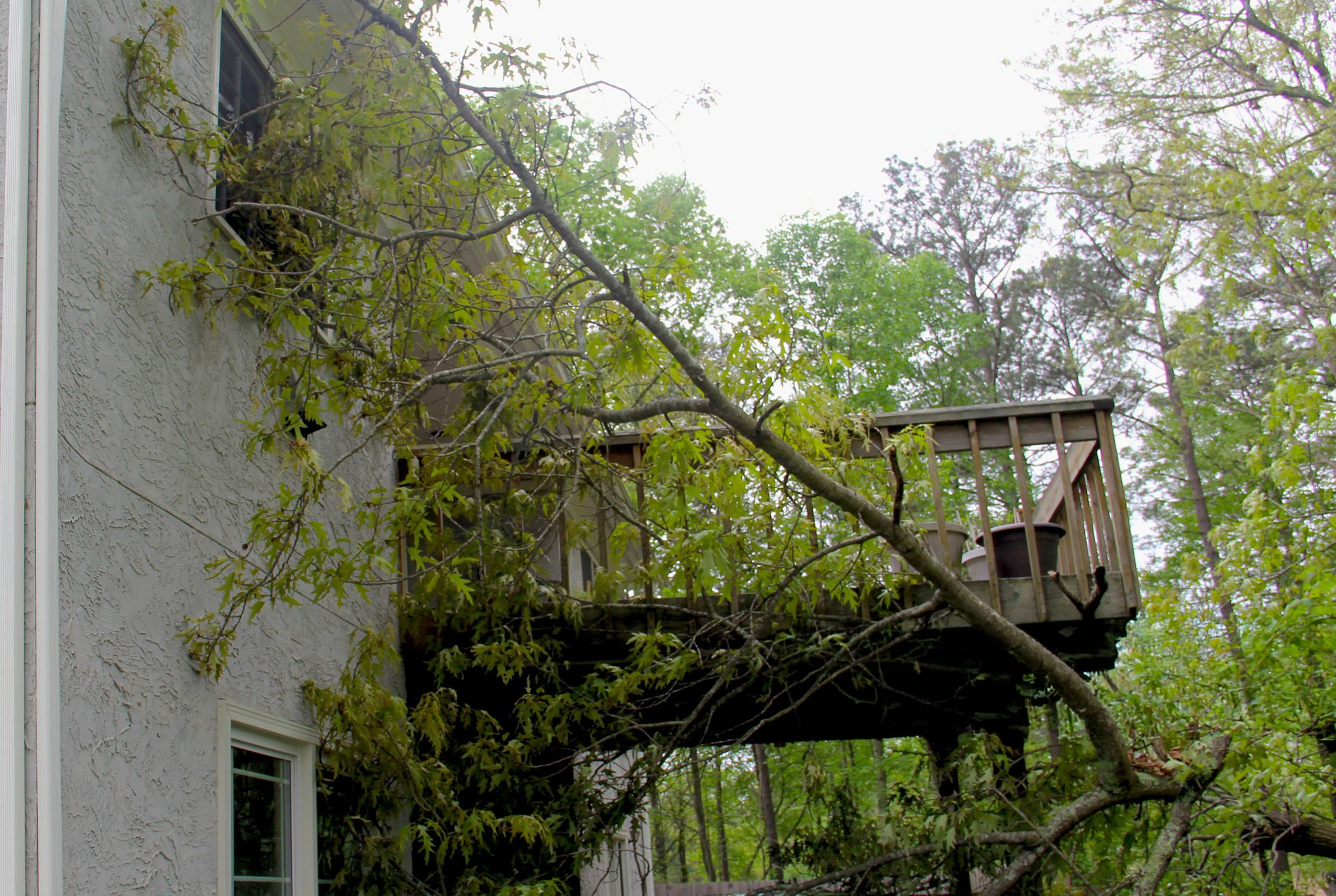 Fallen or hazardous tree work for Tree Removal in Dix Hills NY