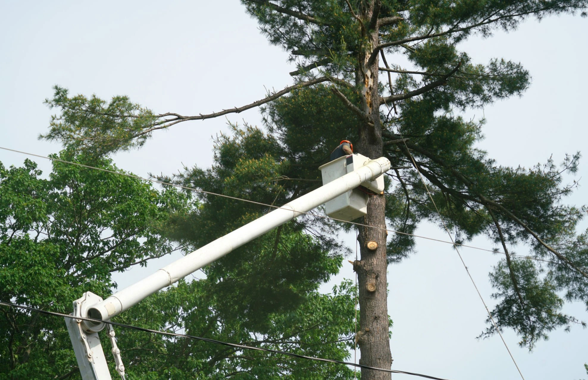 Supporting project image 1 for Tree Pruning In Great Neck NY