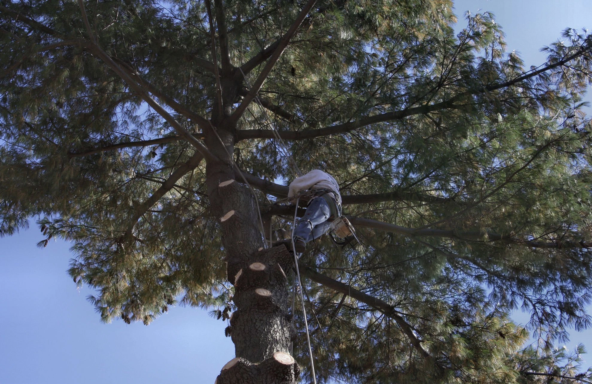 Gallery view 5 for Tree Pruning In Great Neck NY
