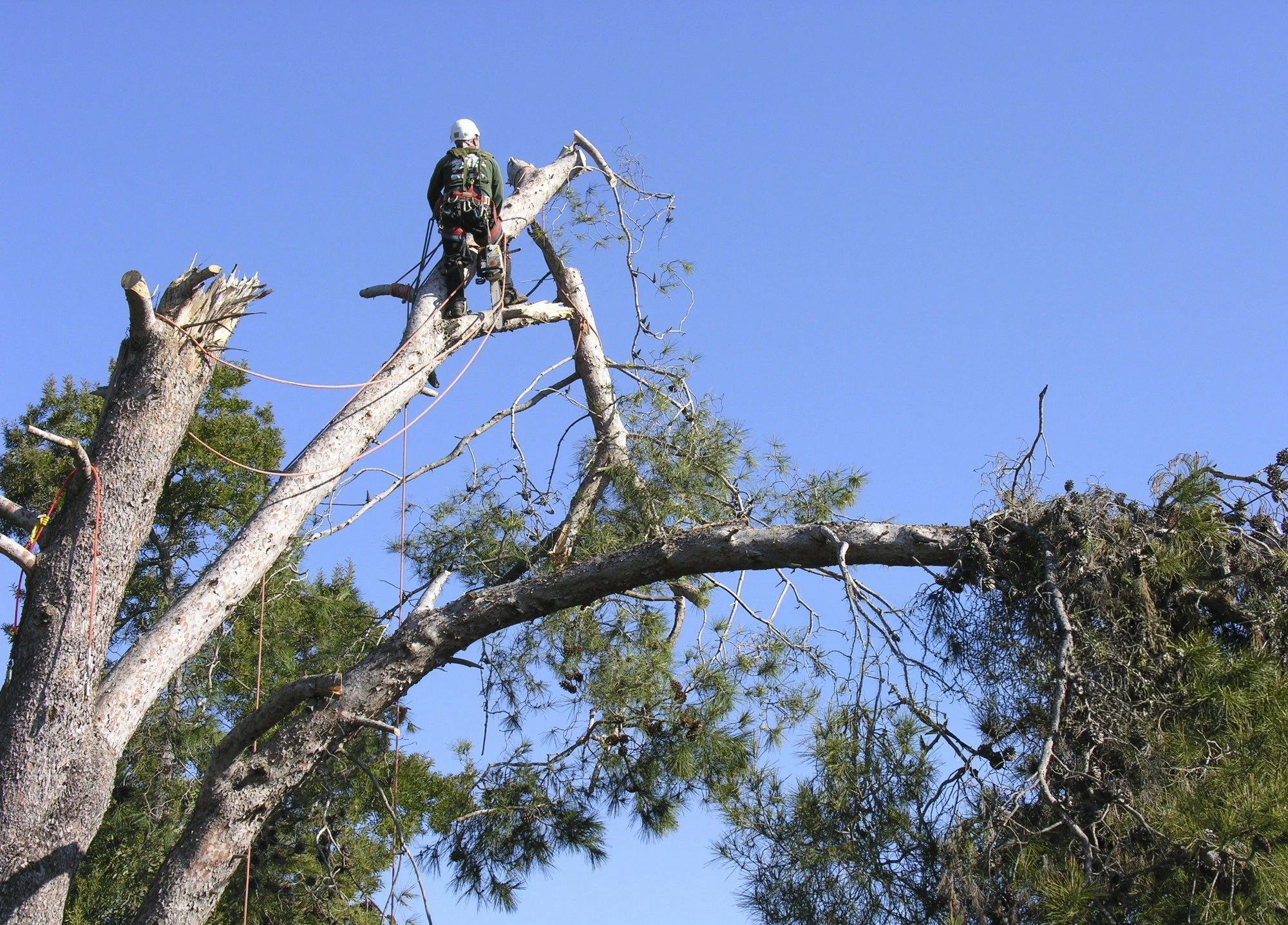 Tree pruning work for Tree Pruning White Plains NY