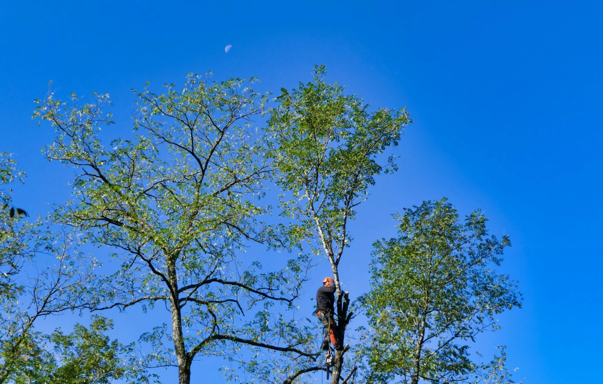 Tree pruning work involving upper branches