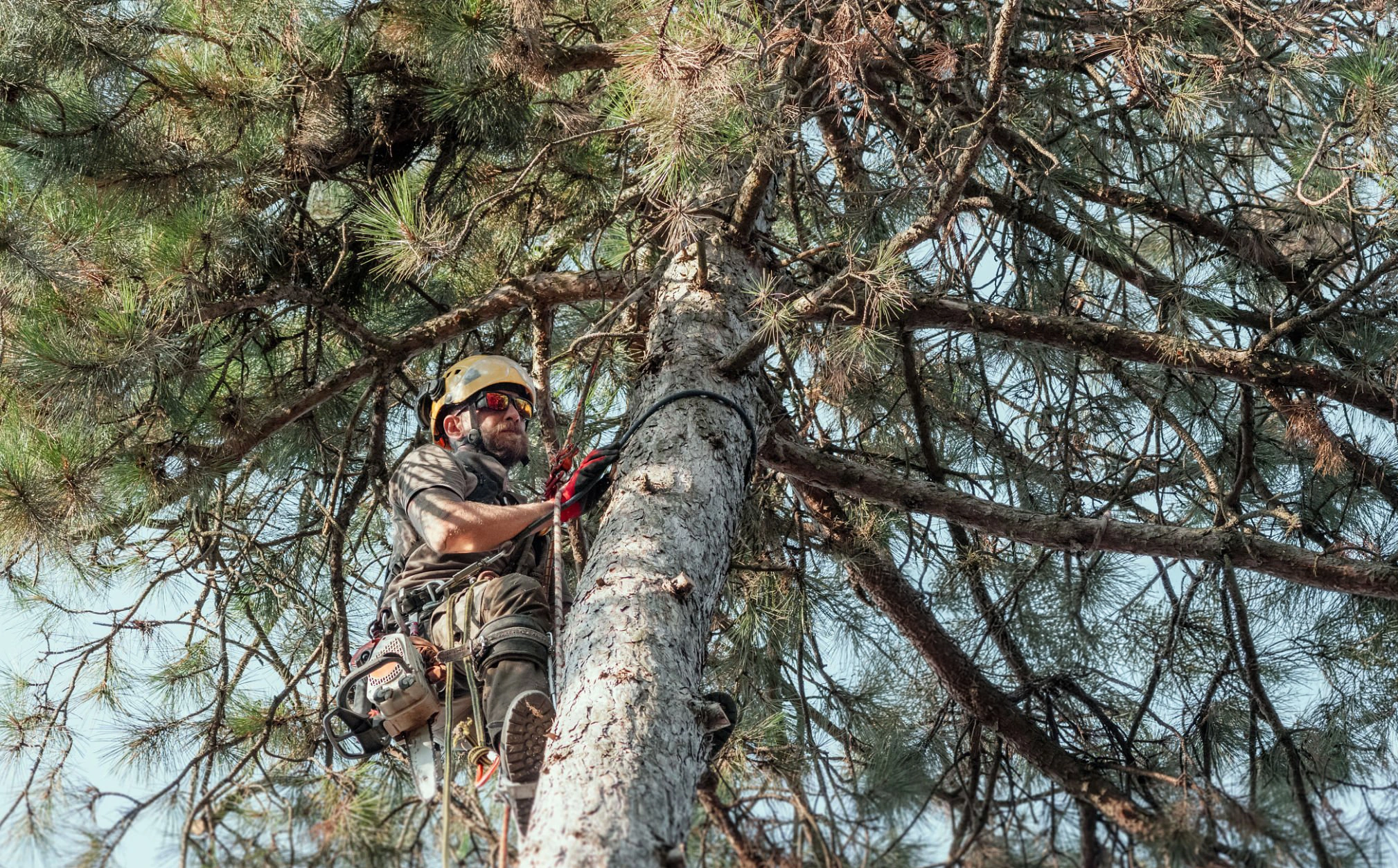 Tree pruning work for Tree Pruning White Plains NY