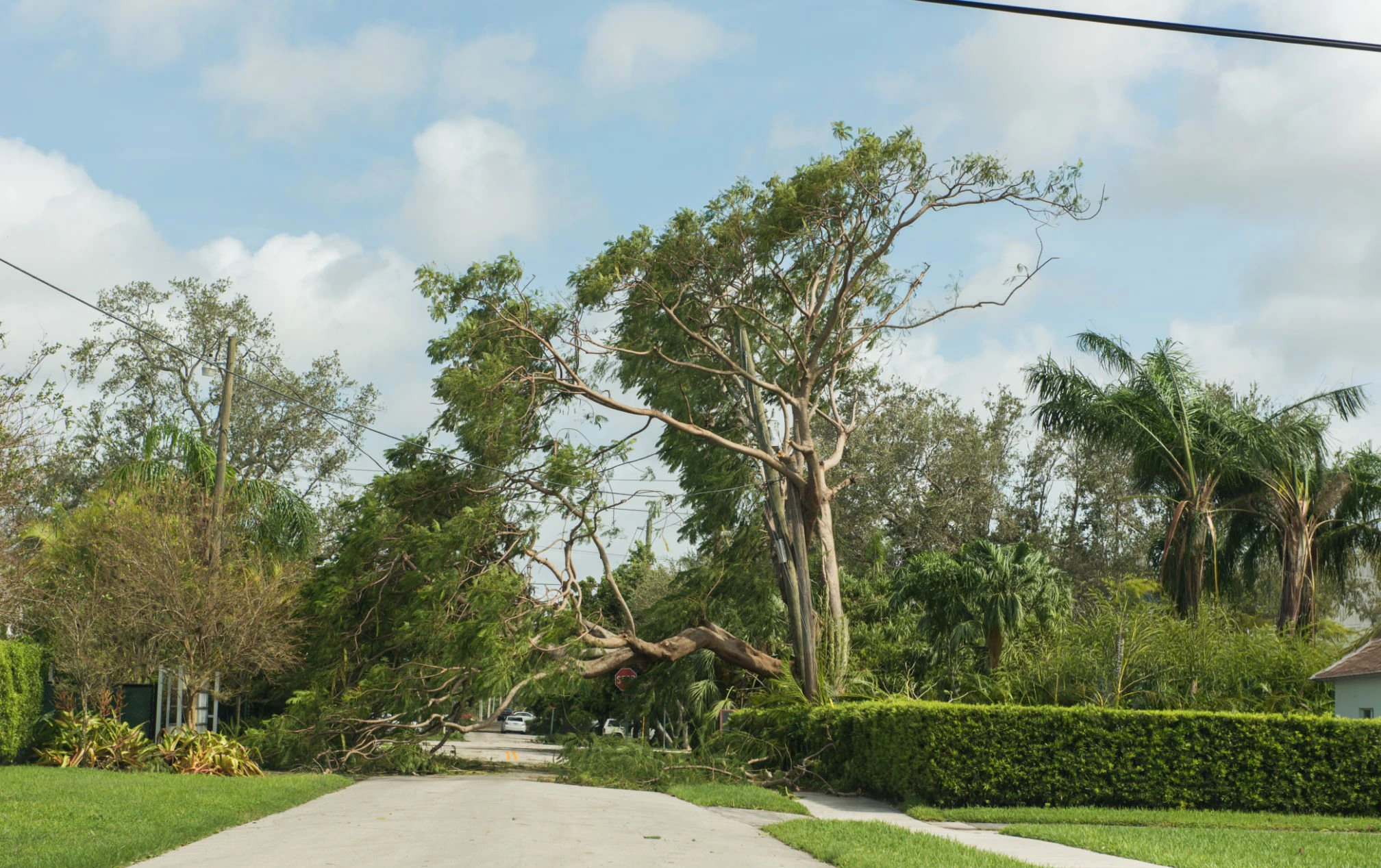 Storm-damage tree work for Tree Removal Fresh Meadows NY