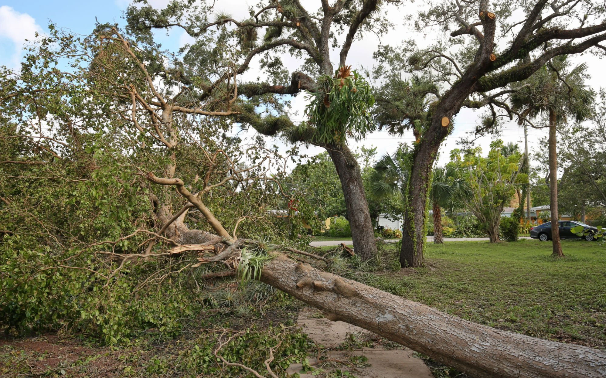 Storm-damage tree work for Tree Removal Douglaston NY