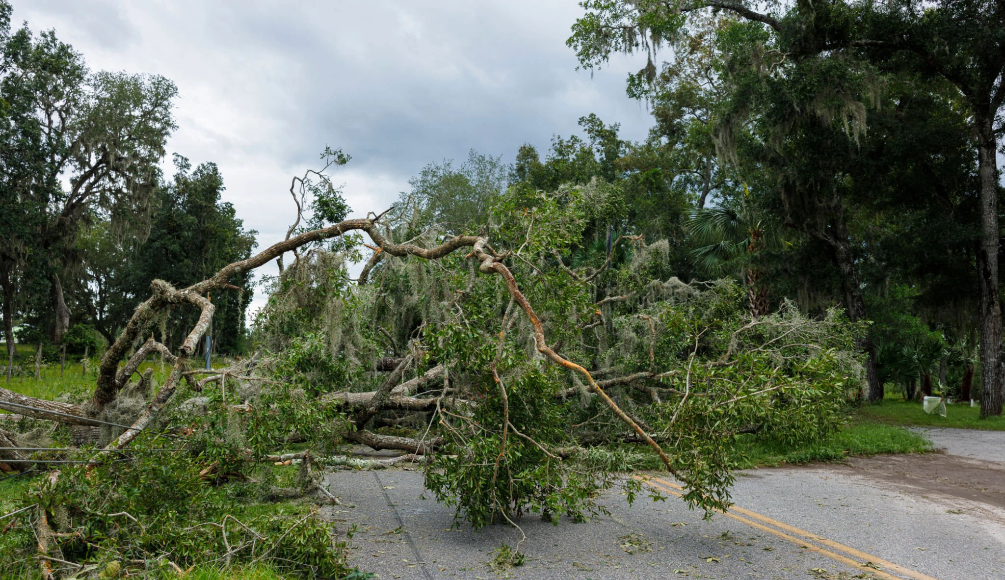 Storm-damage tree work for Tree Pruning in Northport NY