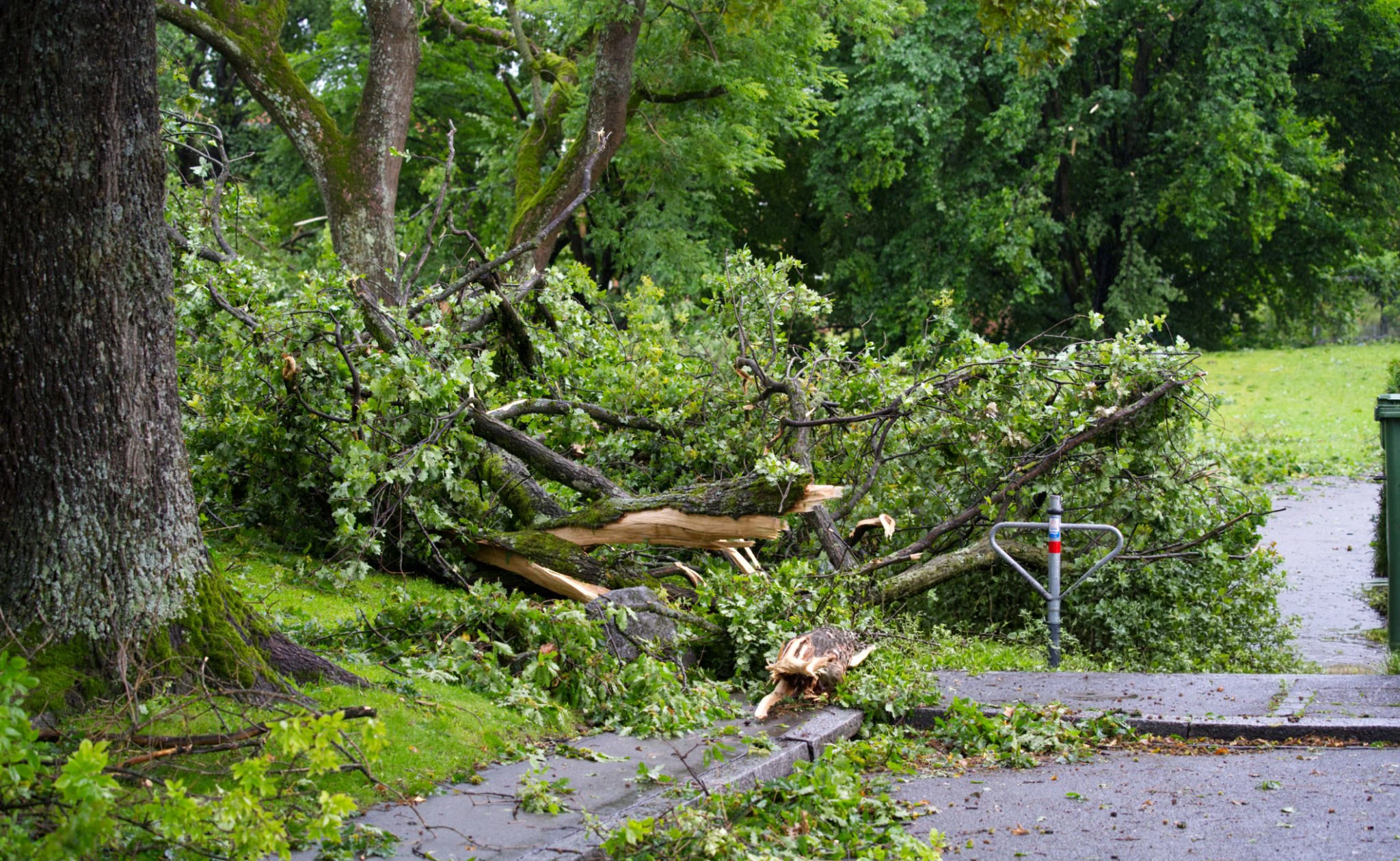 Storm-damage tree work for Tree Pruning White Plains NY