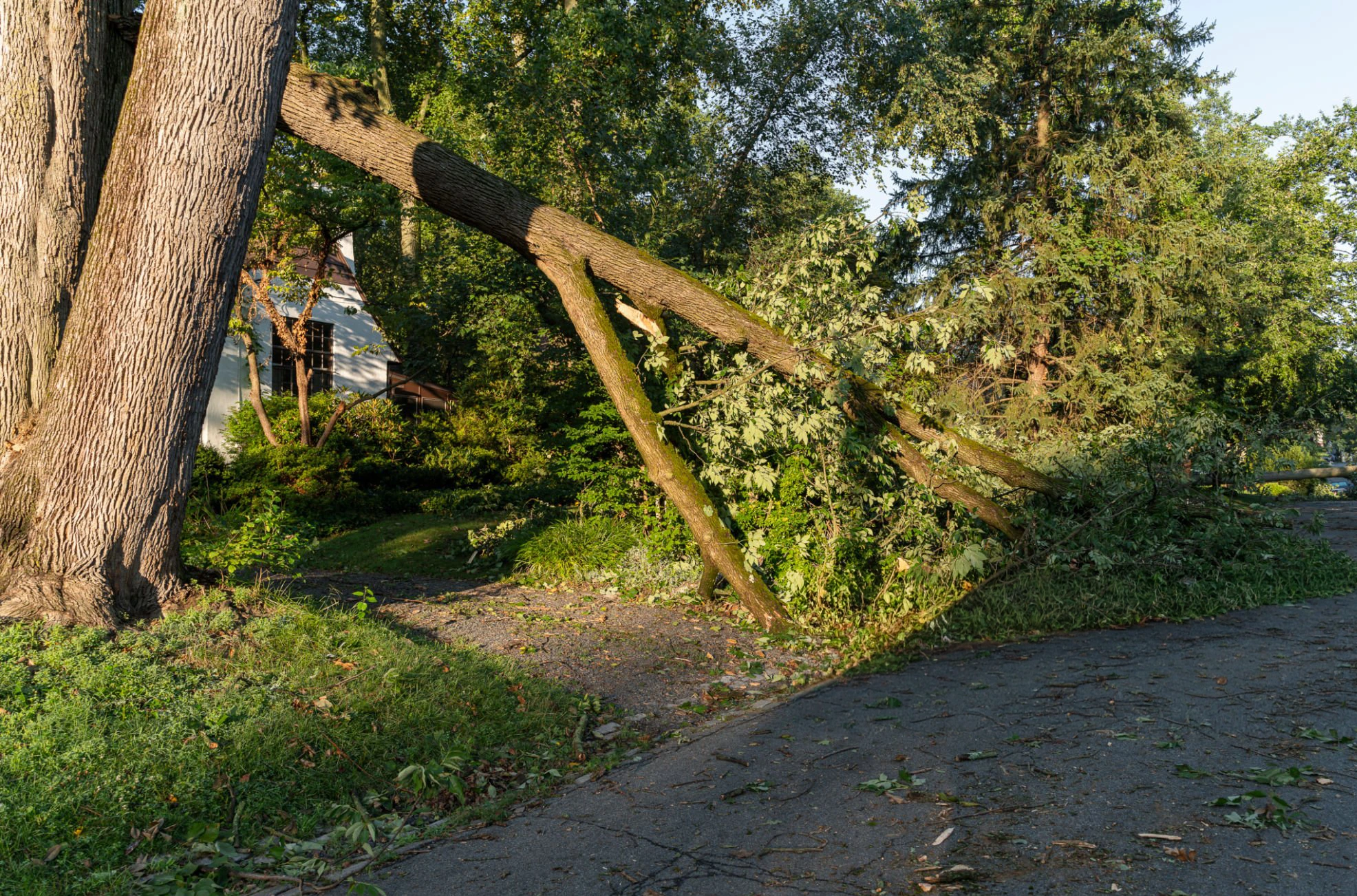 Storm-damaged tree with hazardous branches