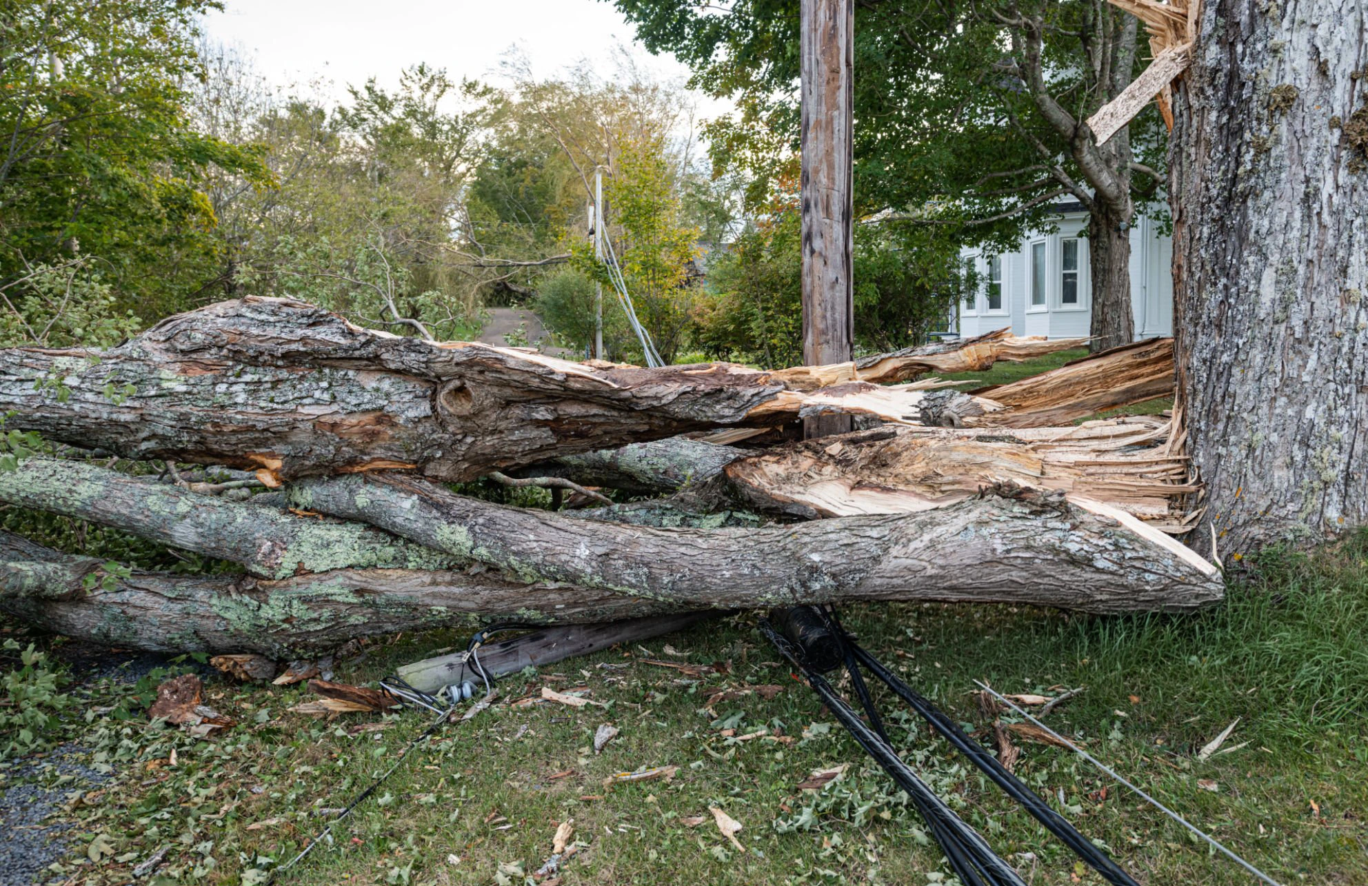 Storm-damage tree work for Tree Pruning in Northport NY