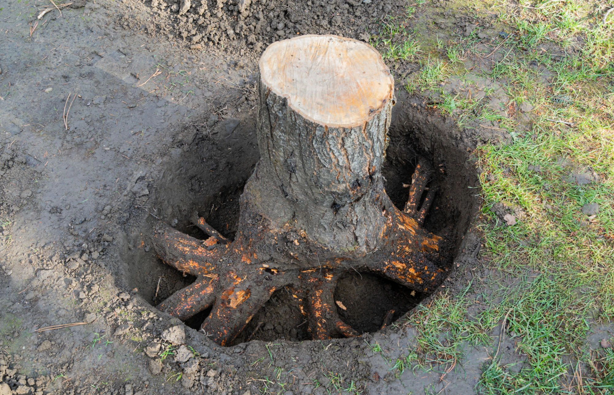 Stump removal work for Tree Services Mamaroneck NY