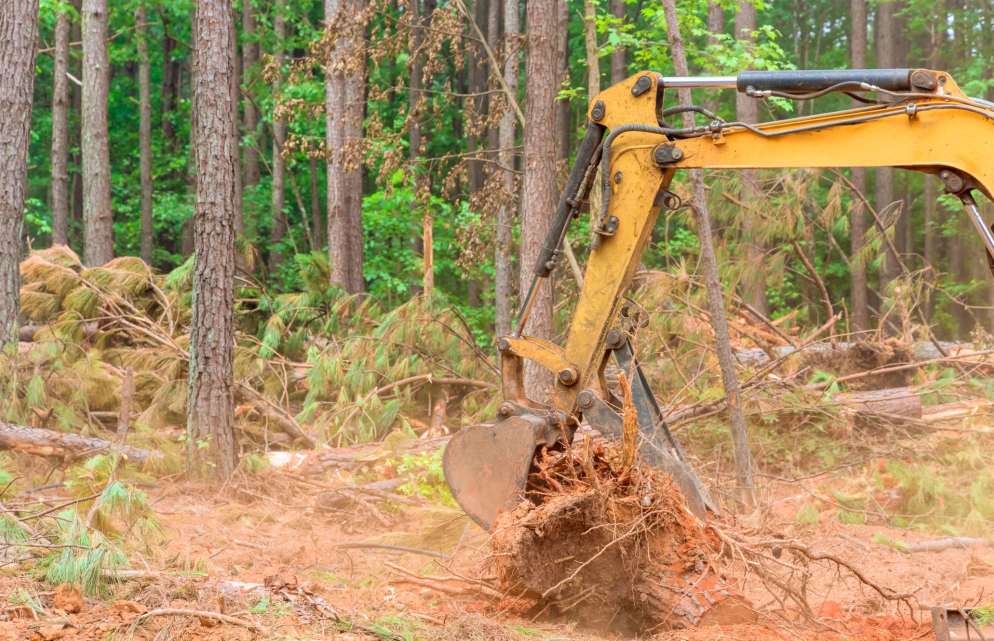 Stump removal work for Tree Services Mamaroneck NY