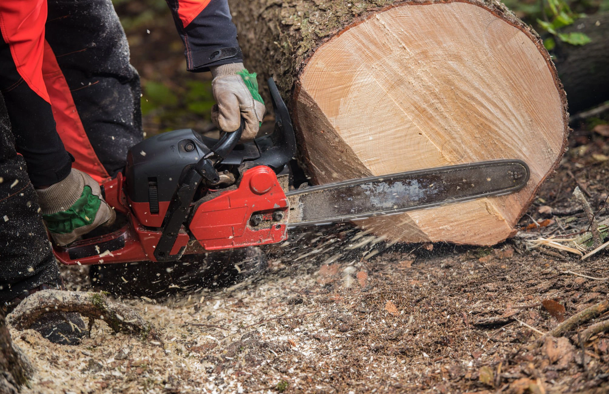 Tree service New York tree removal work on residential property