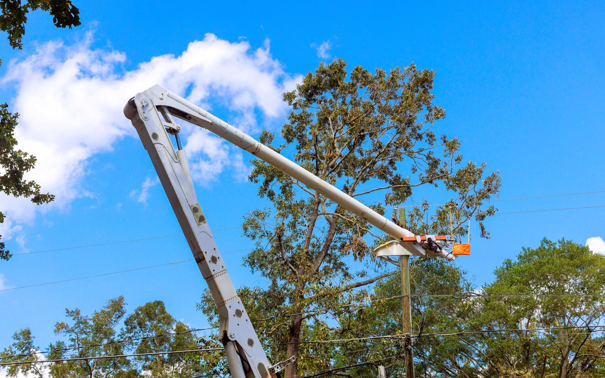 Tree topping work for Tree Service Mill Basin Brooklyn NY