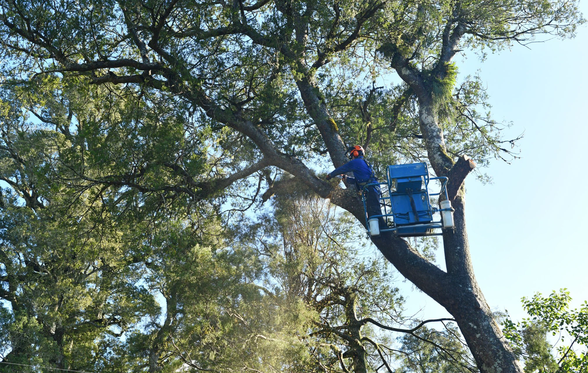Tree topping work for Tree Service Bayside NY