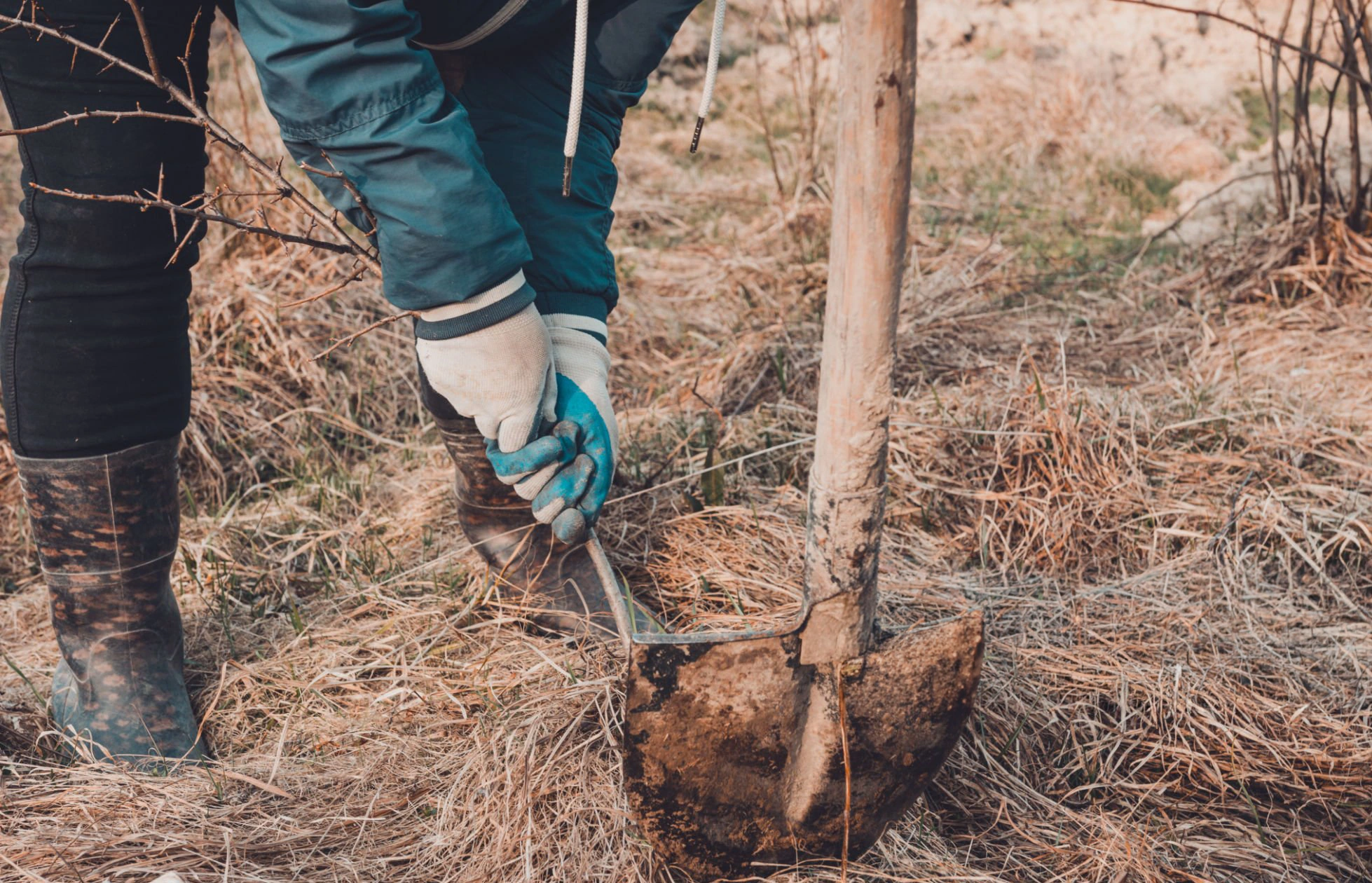 Tree planting work for Tree Pruning White Plains NY