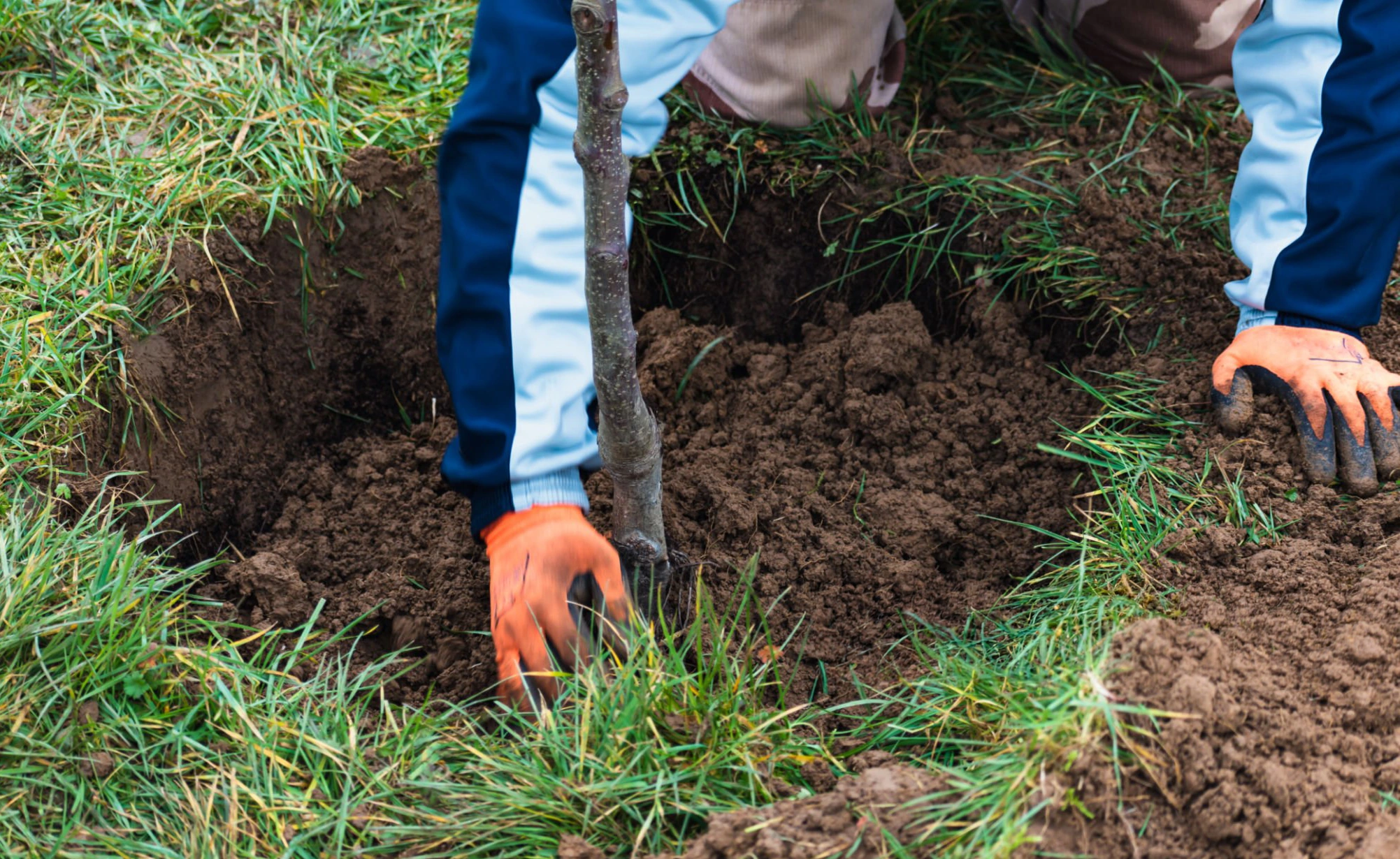 Tree planting work for a property landscape