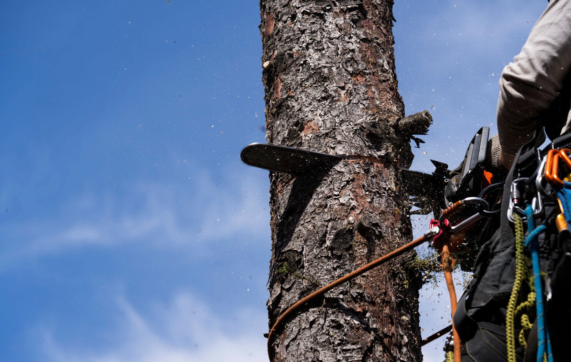 Tree Removal & Cutting