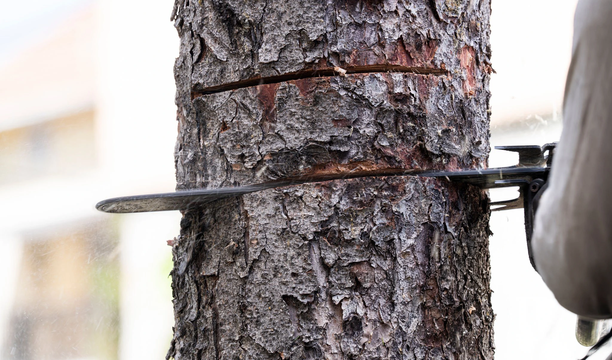 Tree cutting work in a restricted outdoor property area