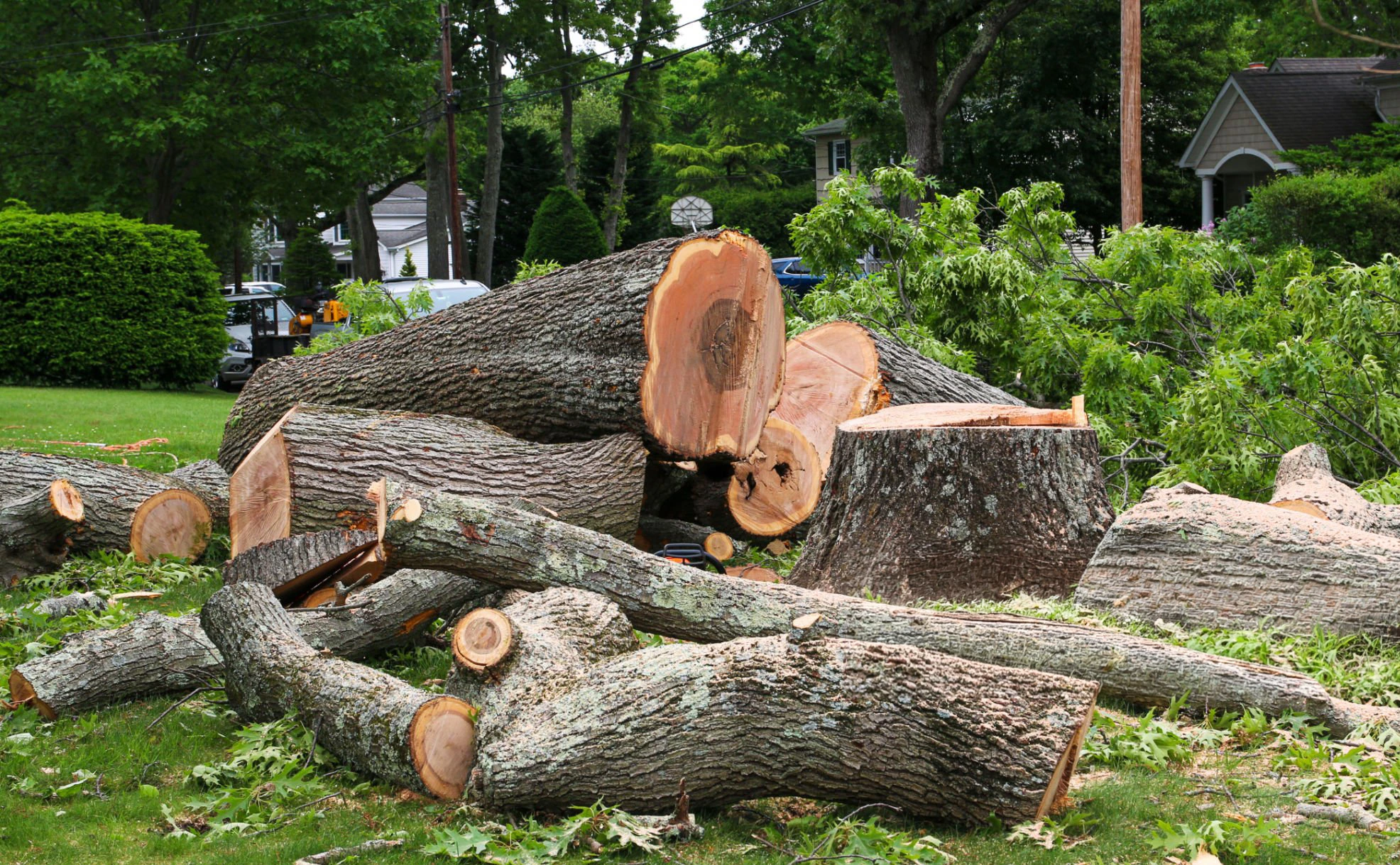 Tree cutting and removal work on a property