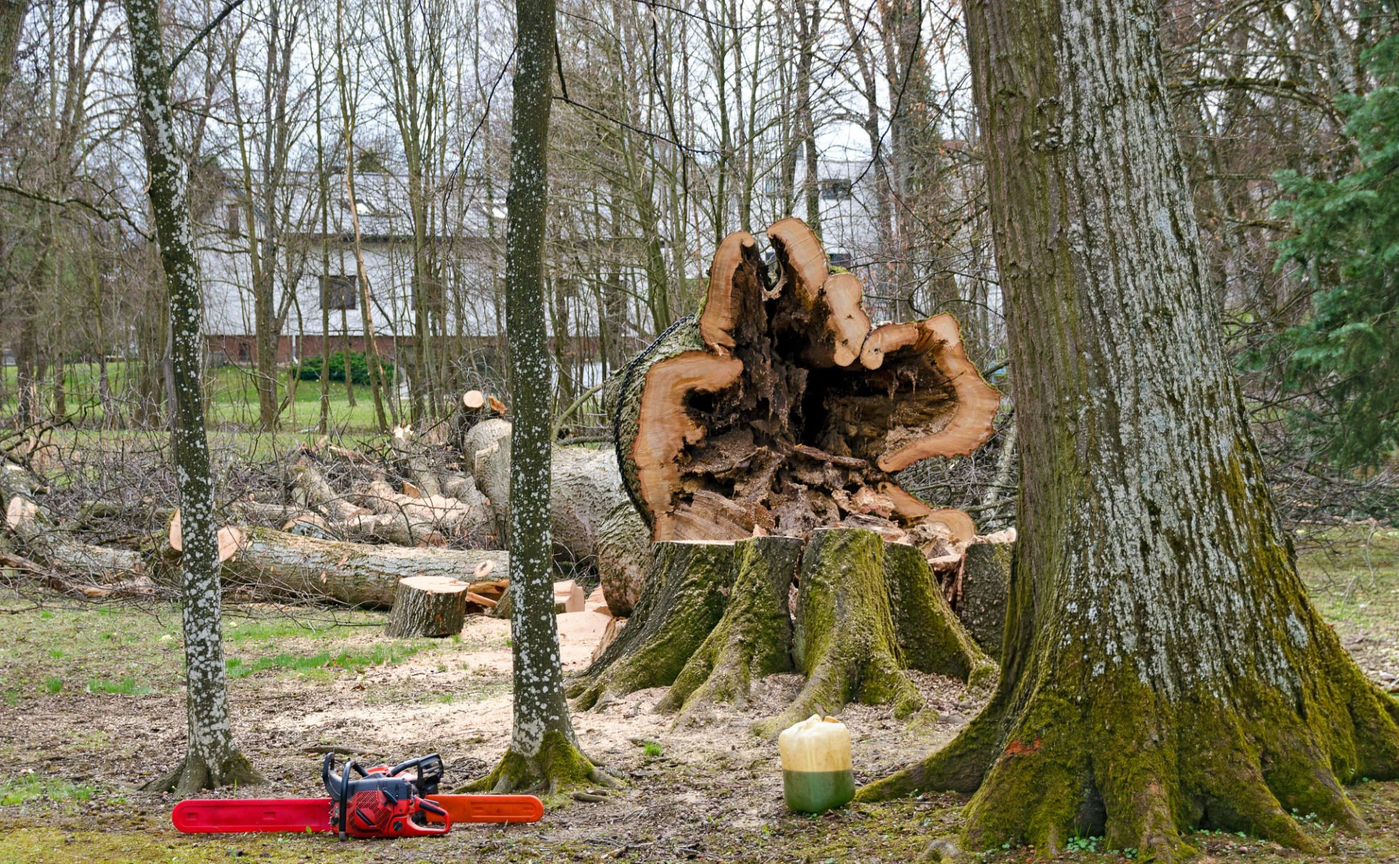 Tree service project example one
