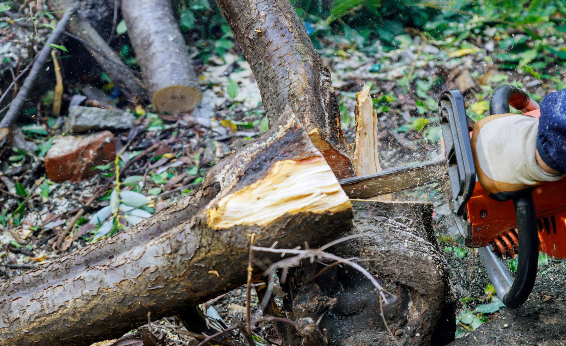 Tree service project example