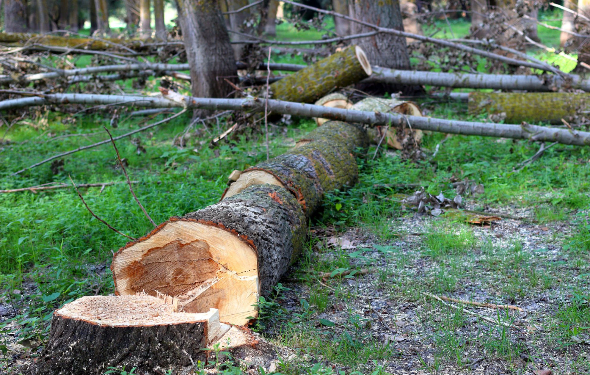 Tree services for residential and commercial properties