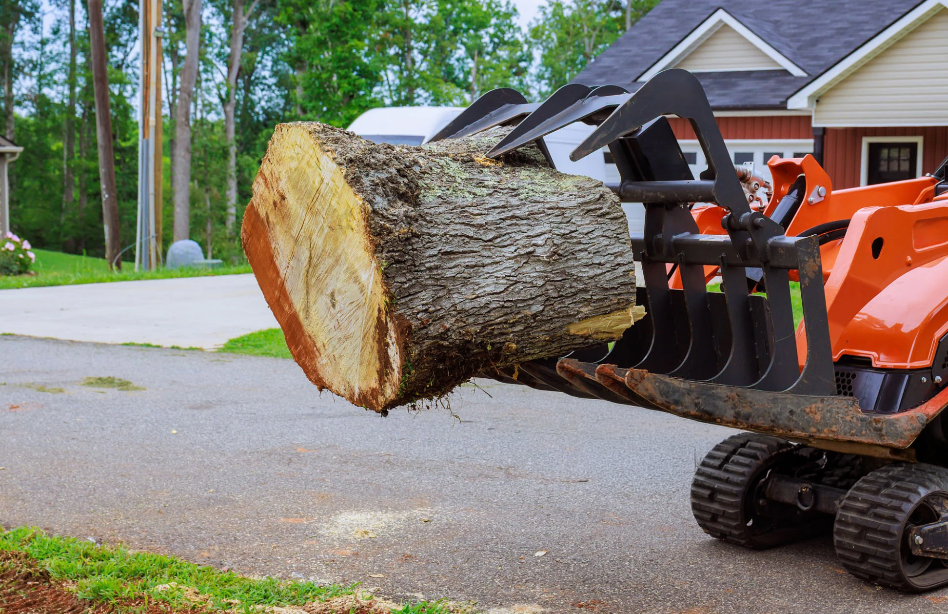 Tree removal project