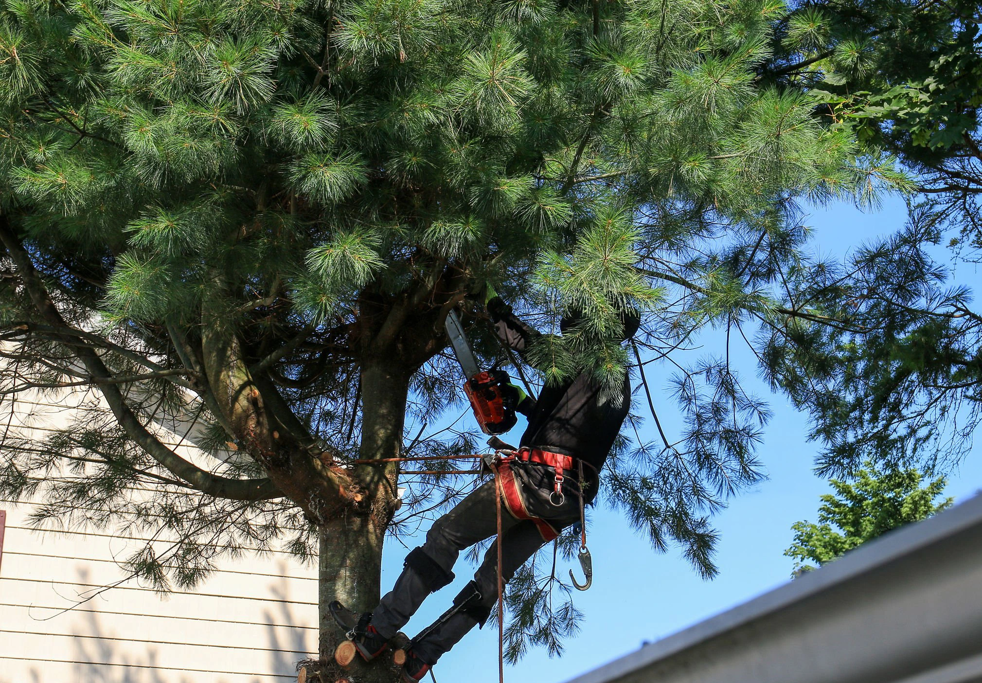 Supporting project image 2 for Tree Pruning In Great Neck NY