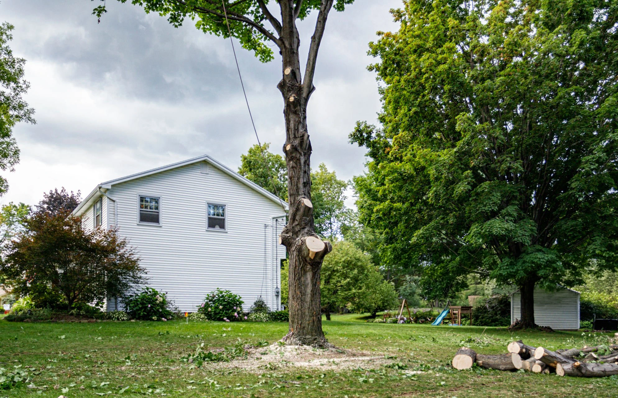 Tree elevation work for Tree Service Mill Basin Brooklyn NY