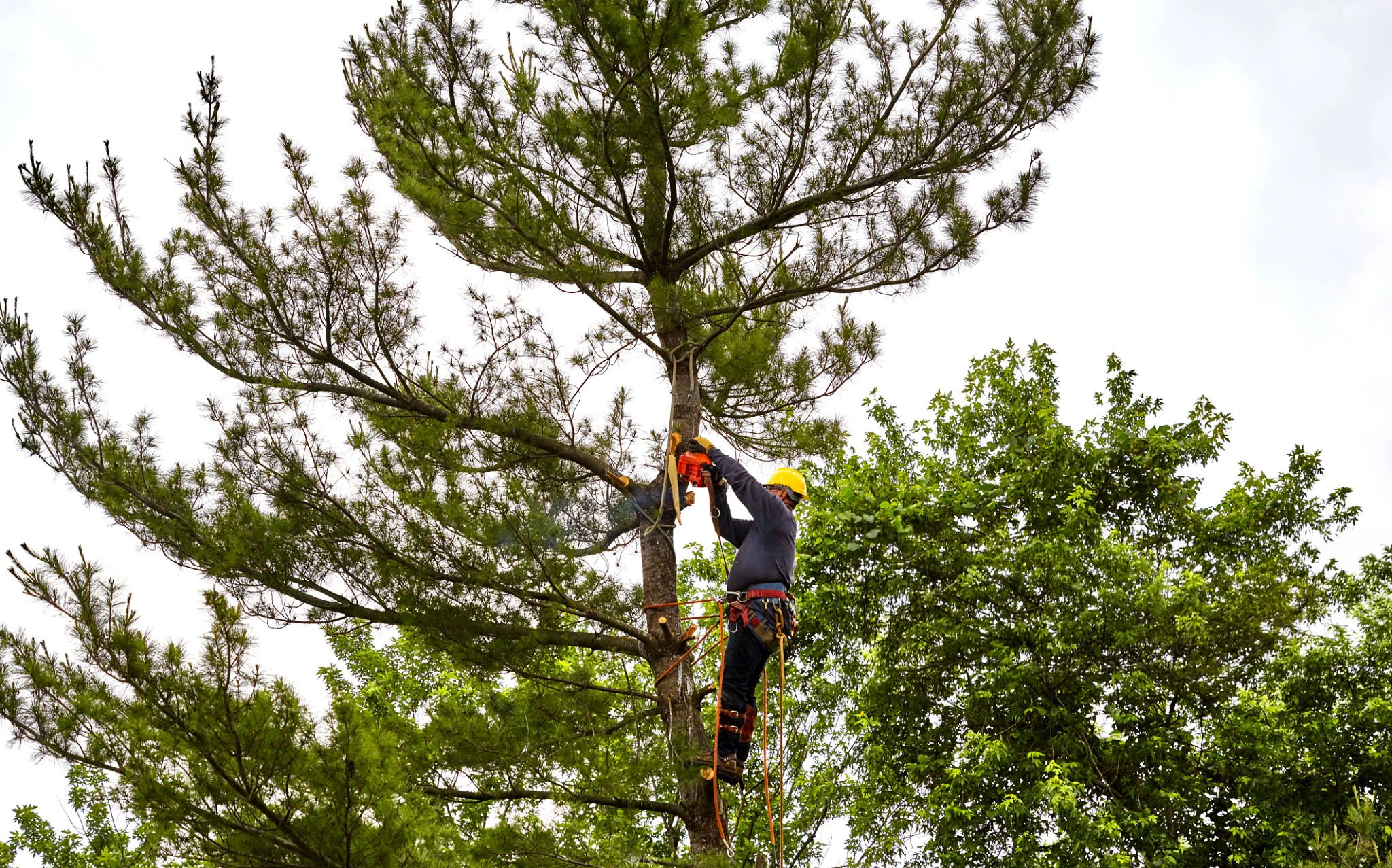 Tree elevation and lower branch clearance work