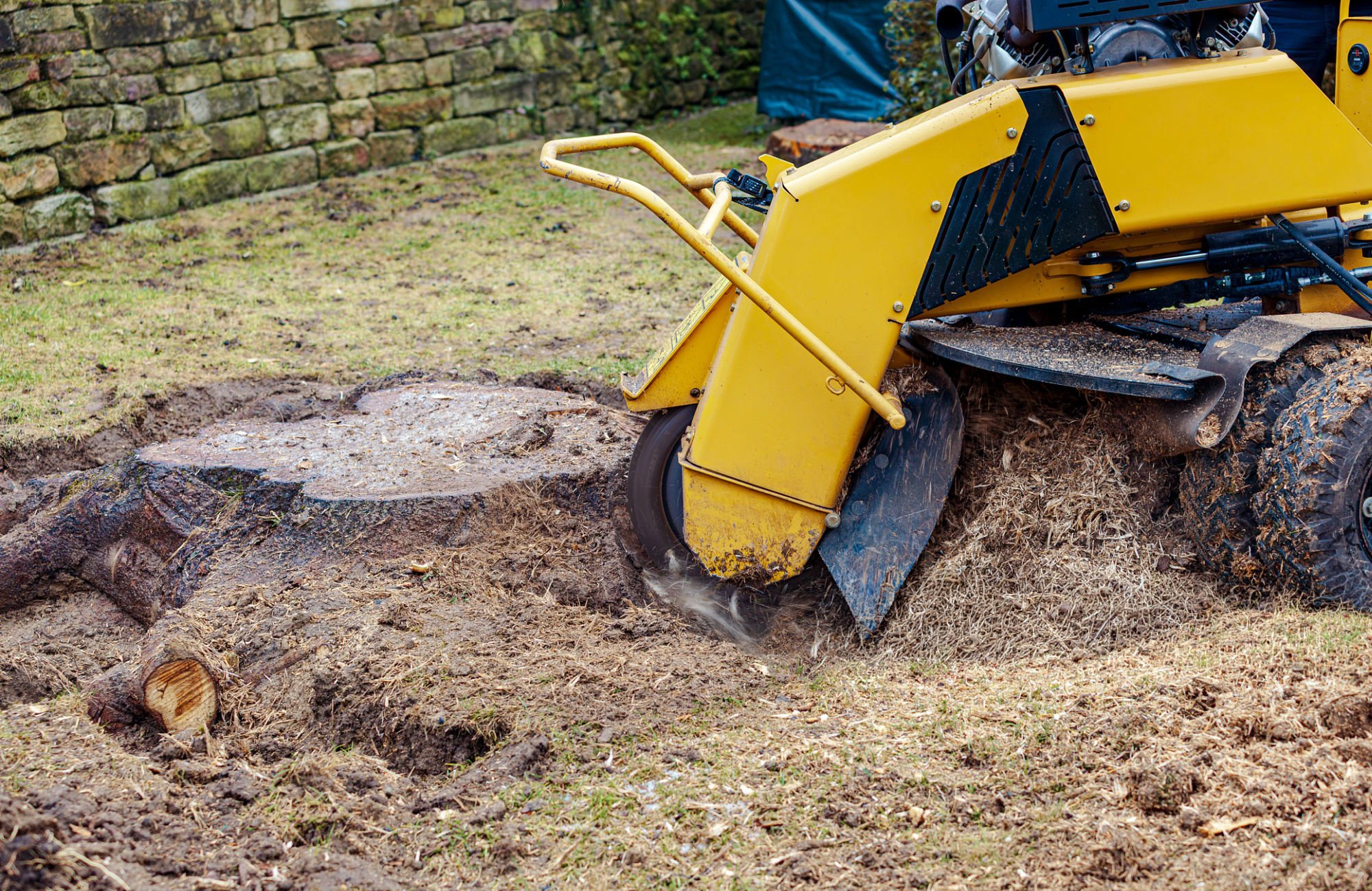 Grinding a remaining tree stump after removal