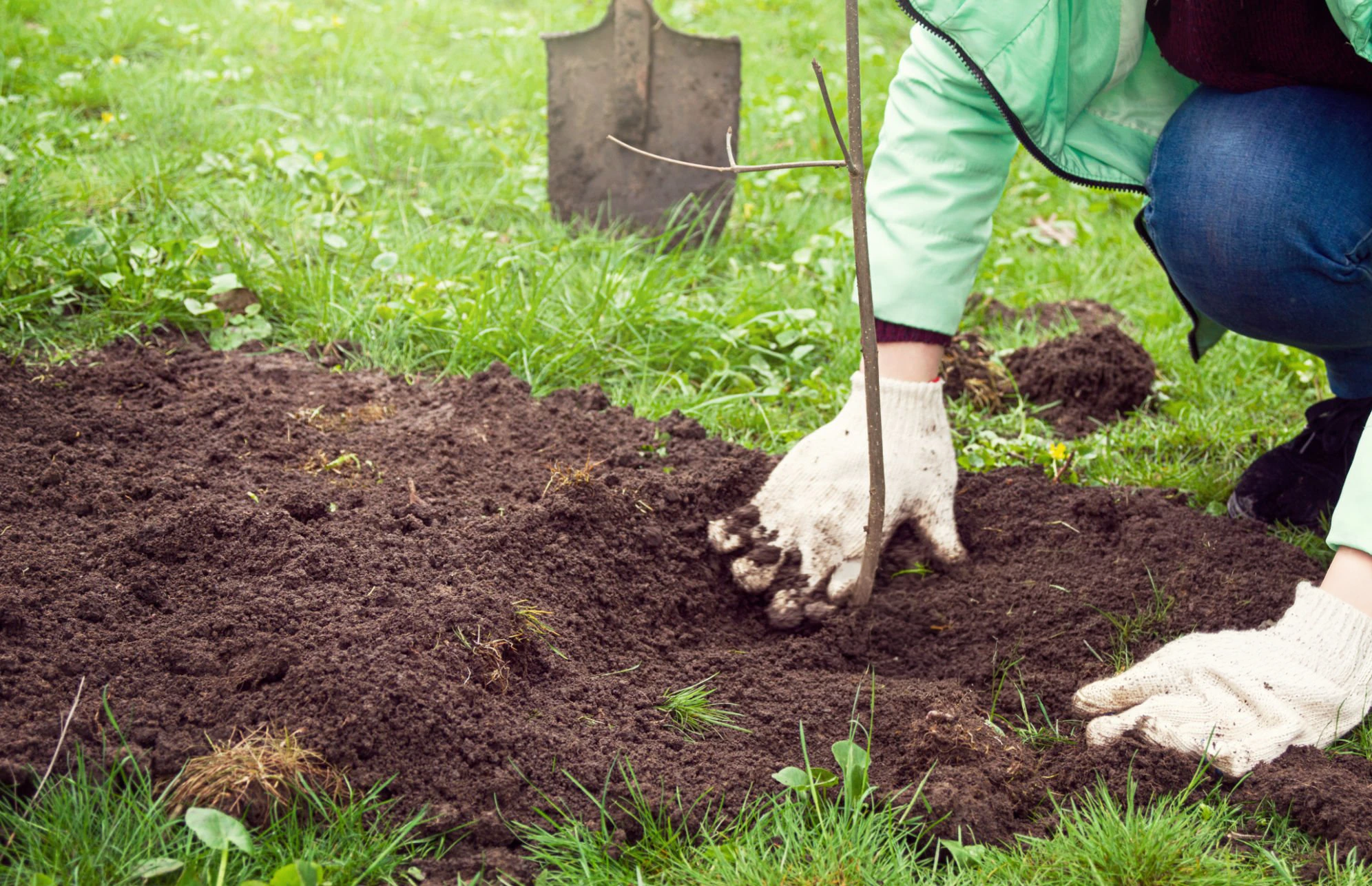 Project gallery image 3 for Tree Planting In Smithtown