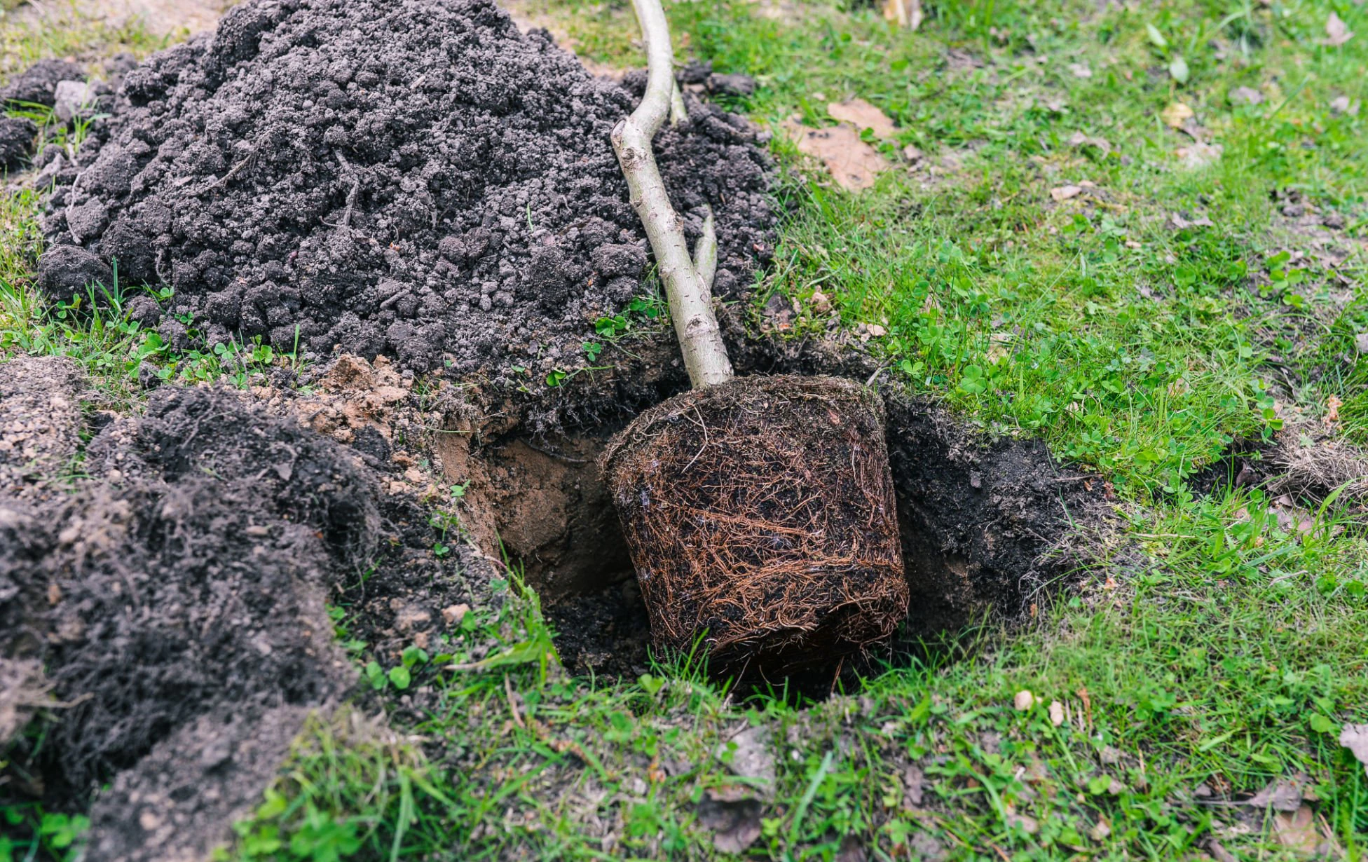 New tree planted in an outdoor property area