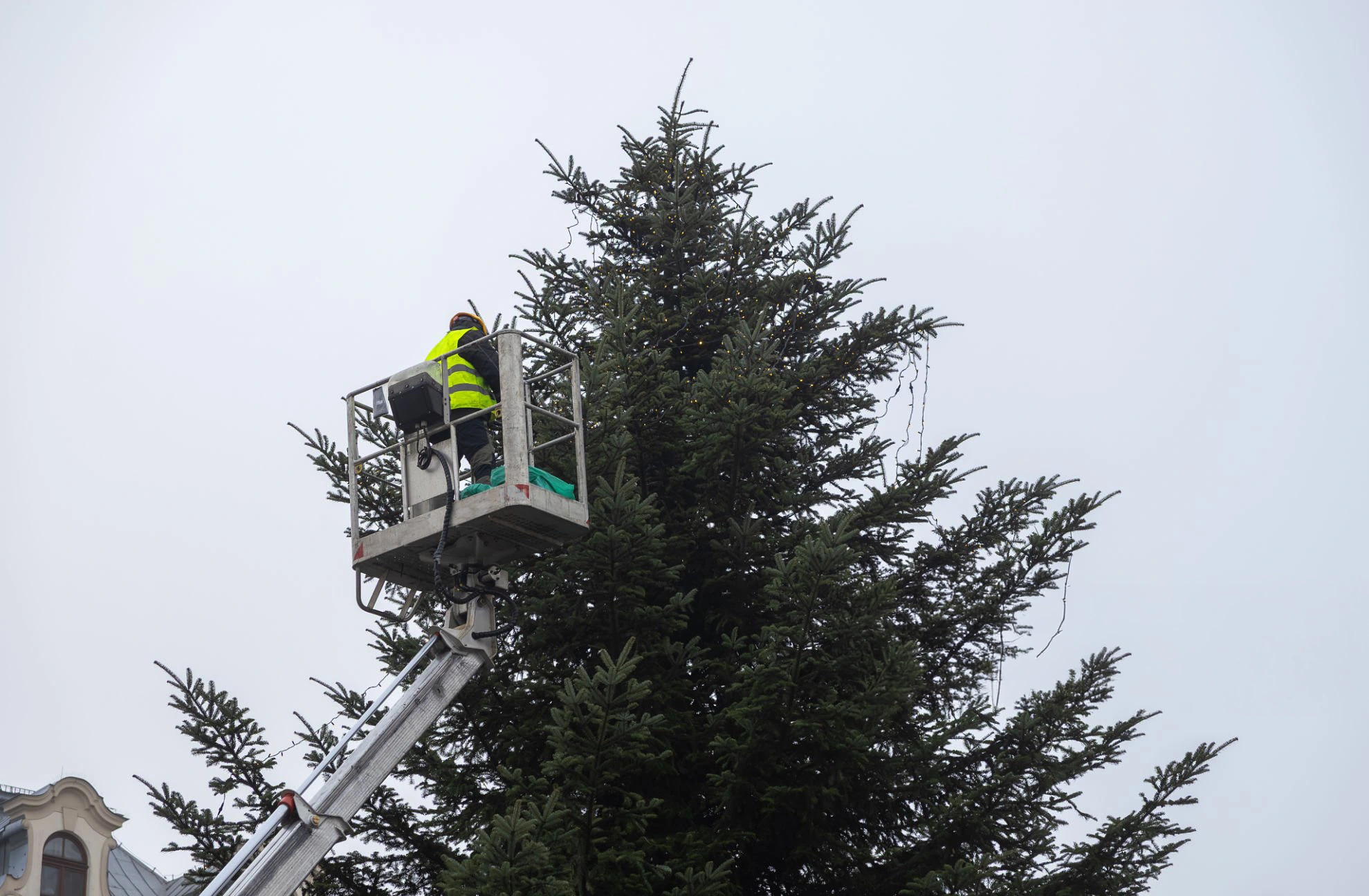 Tree trimming project