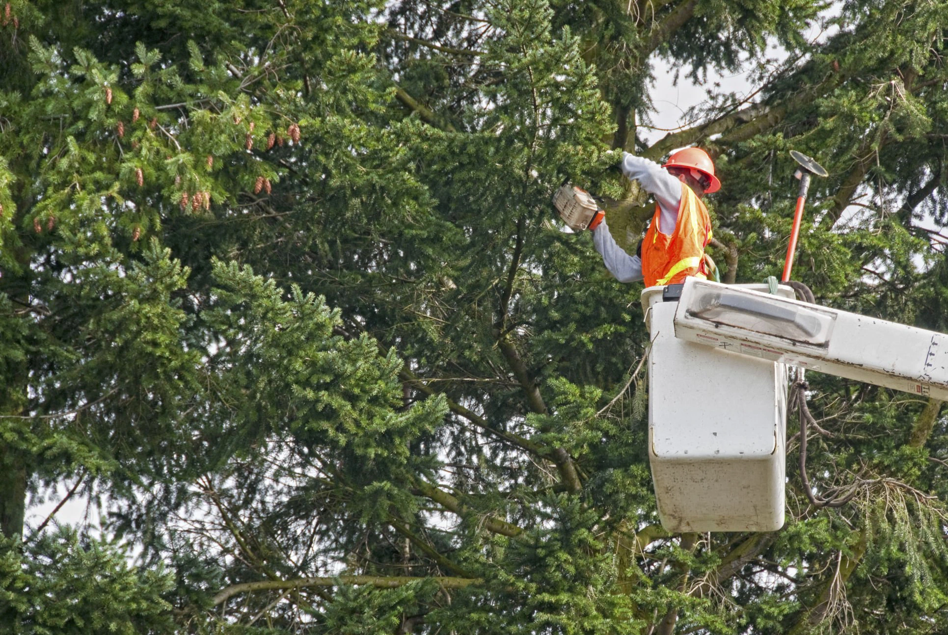 Tree Trimming & Pruning