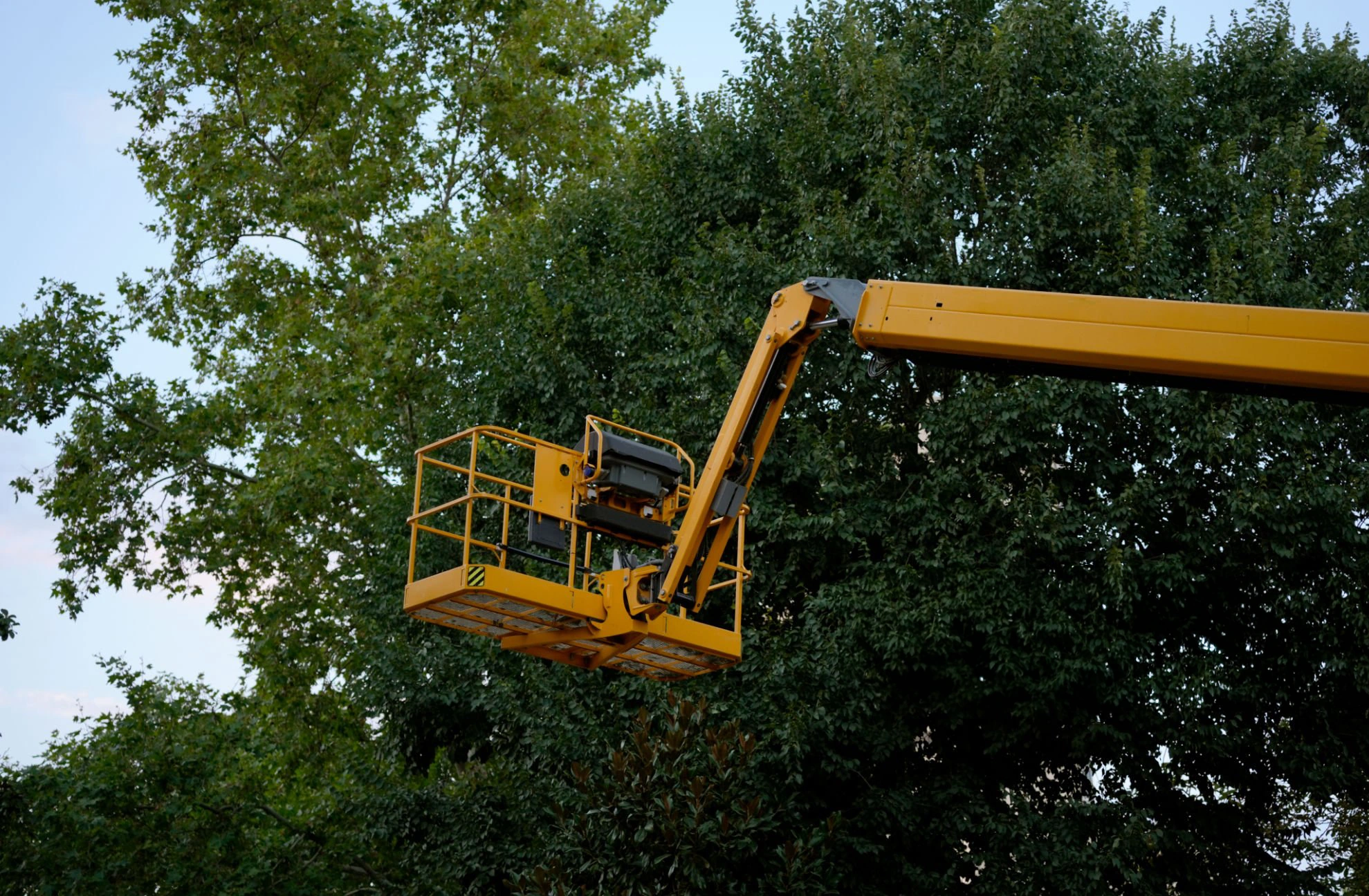 Gallery view 2 for Tree Trimming In Garden City