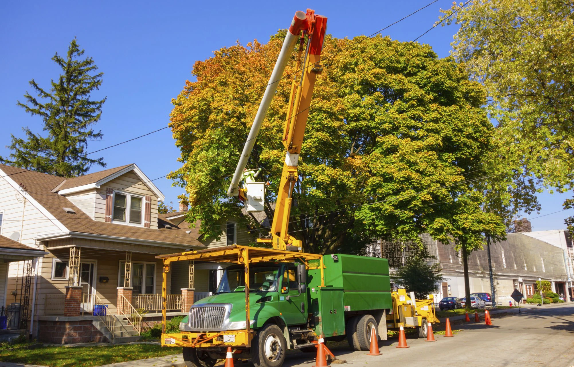 Tree service in County Name