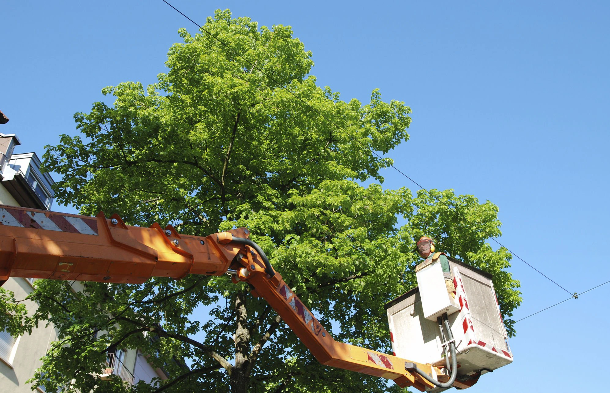 Tree care New York trimming and pruning project