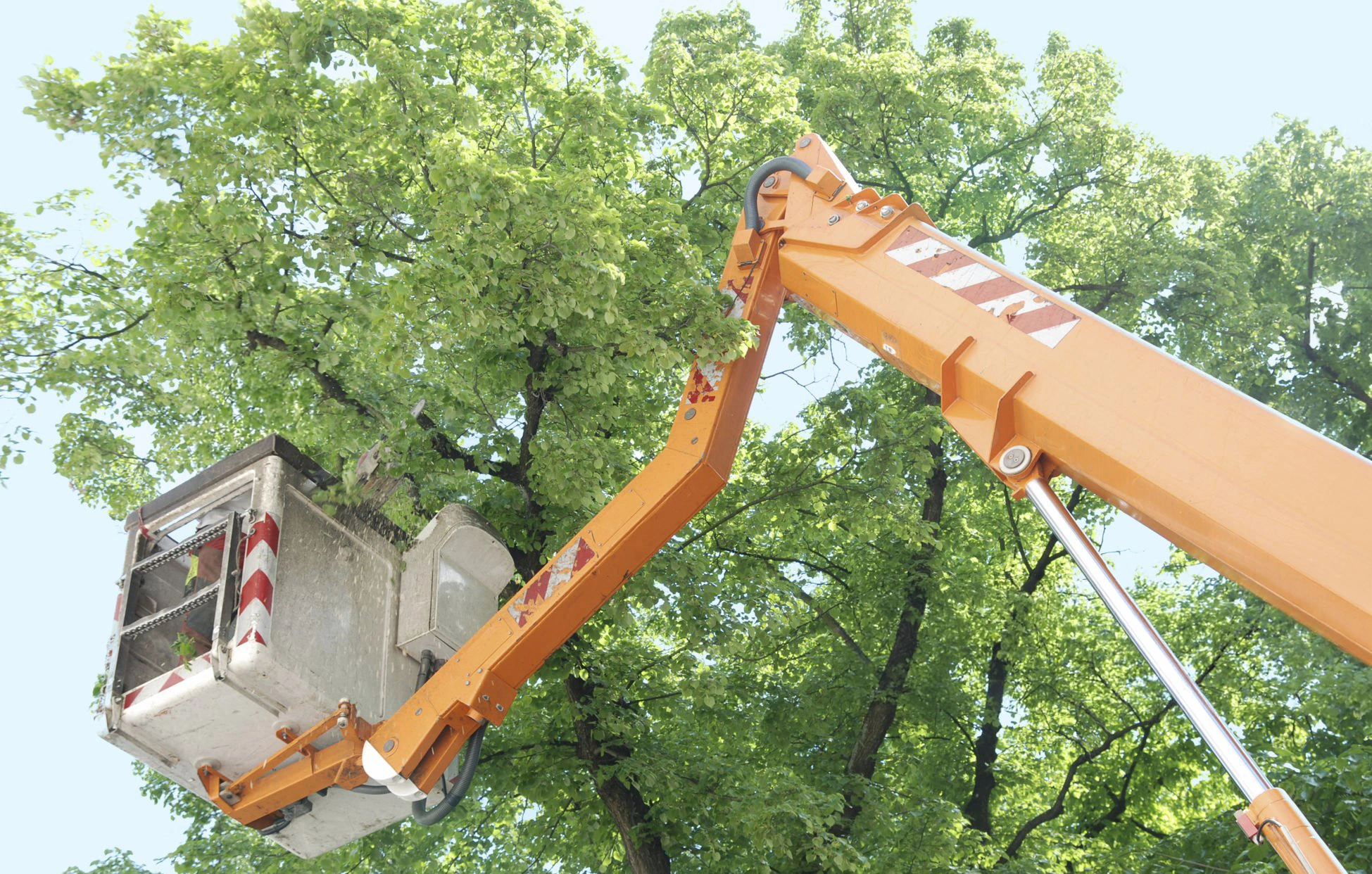 Tree trimming work to manage overgrown branches